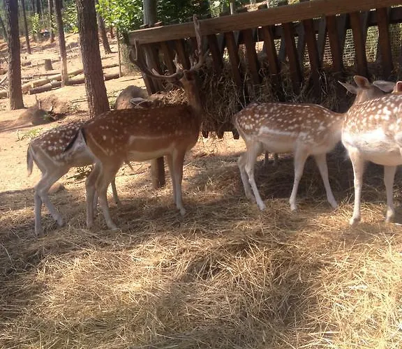 בית הארחה Casa Da Rua Do Sol Almelaguez